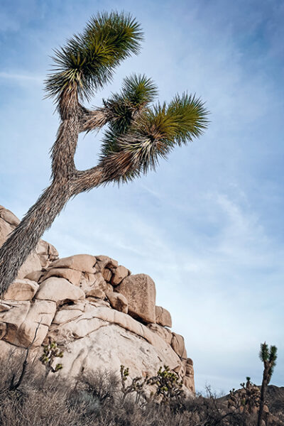 amerika kalifornien la_joshuatree_1